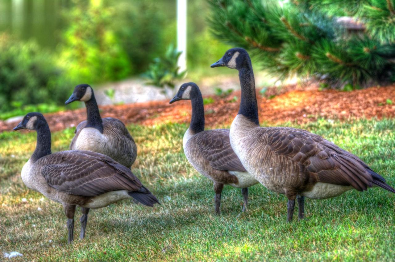 Alamoosook Lakeside Inn Orland Bed & Breakfast 3*